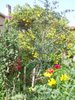 Le jardin mediterraneen