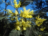 Mimosas